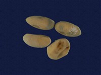 藏品(斯文豪氏攀蜥蛋)的圖片